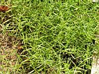 Asperule, Asperule tinctoria (2) (Photo F. Mrugala)